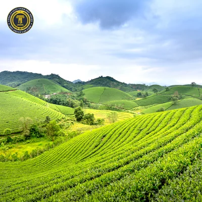 Bán Đất Không Bán Nhà — Tách Thửa Hay Vô Hiệu Hợp Đồng? 2026